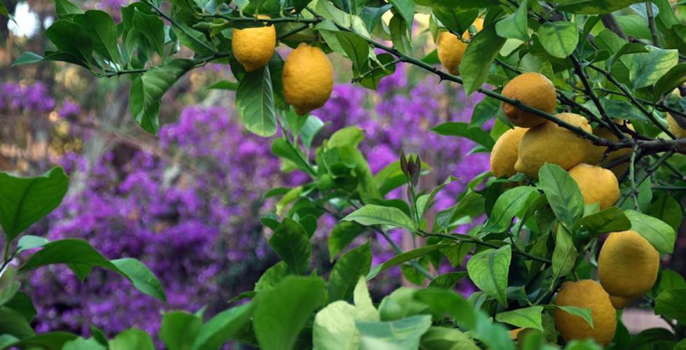 Villa Dei Limoni SantʼAndrea Dış mekan fotoğraf